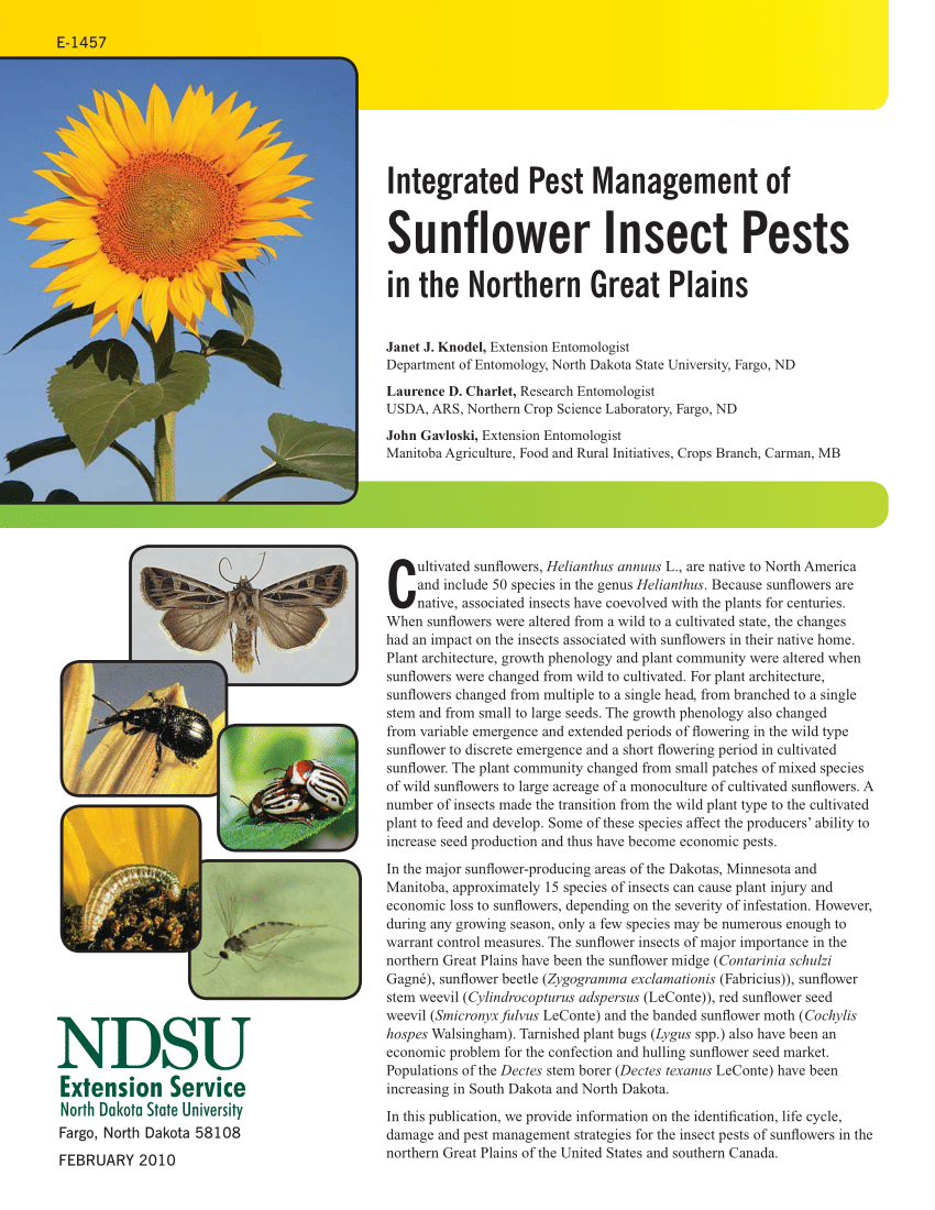 Pheromone trap for monitoring sunflower moth (Patrick Beauzay