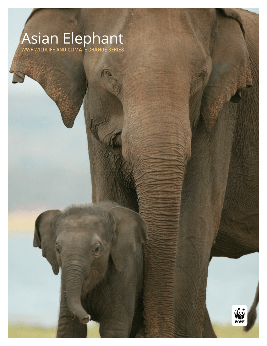 (PDF) Asian Elephant - WWF wildlife and climate change series