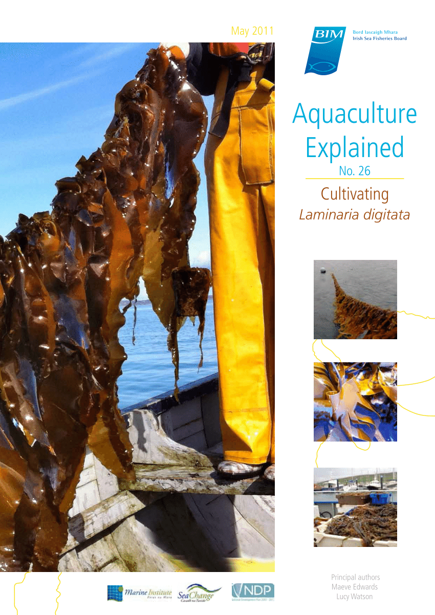 [Kelp Abalone Fisheries] Abalone 1kg 1 pack (8~9 servings)