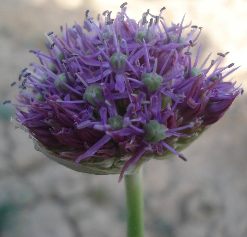 (PDF) Flower of Iranian shallot