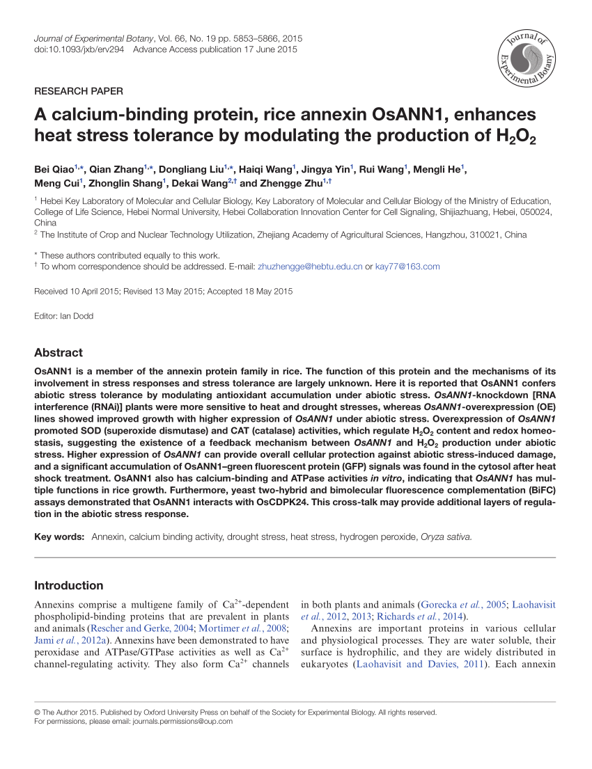 PDF) A calcium-binding protein, rice annexin OsANN1, enhances heat stress  tolerance by modulating the production of H2O2