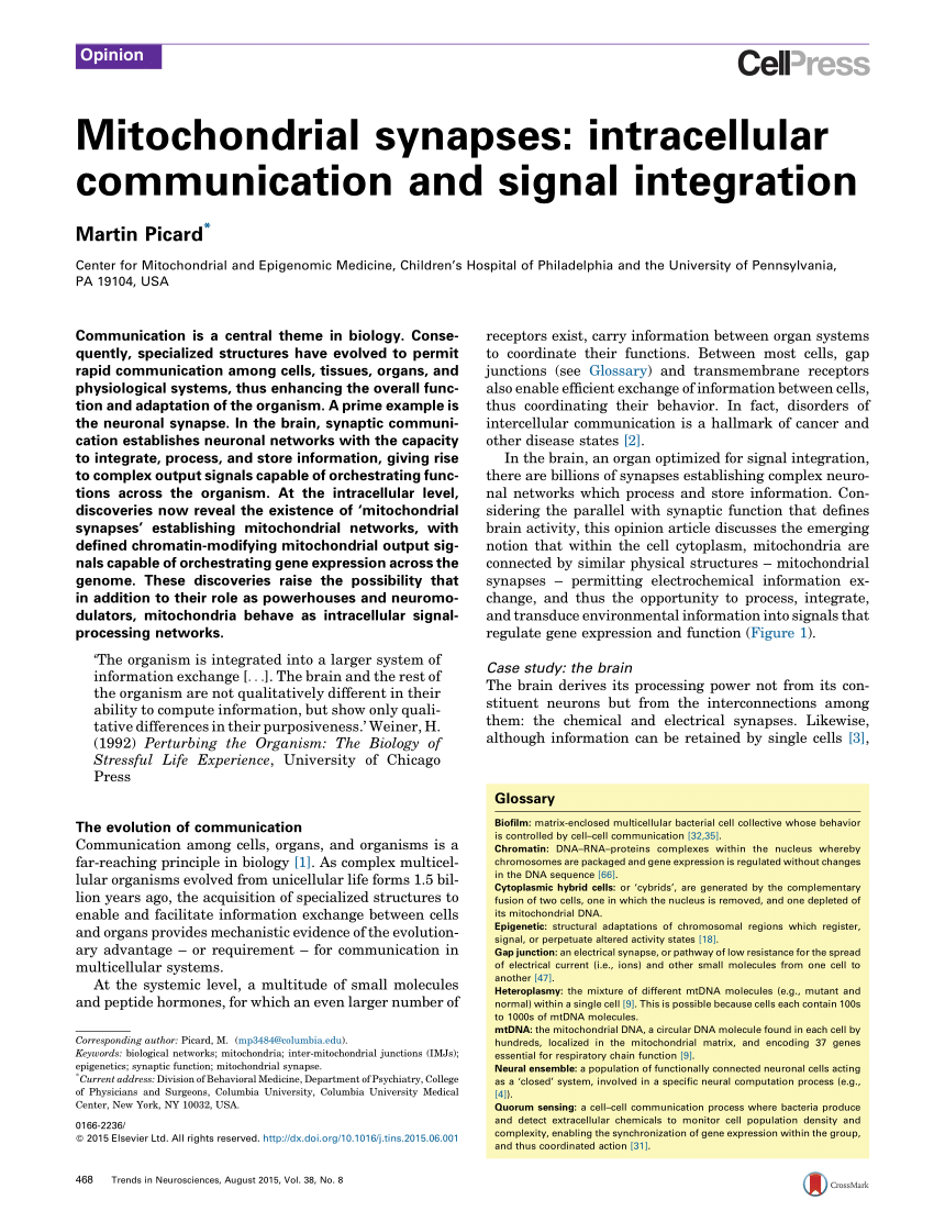 Pdf Mitochondrial Synapses Intracellular Communication And - 