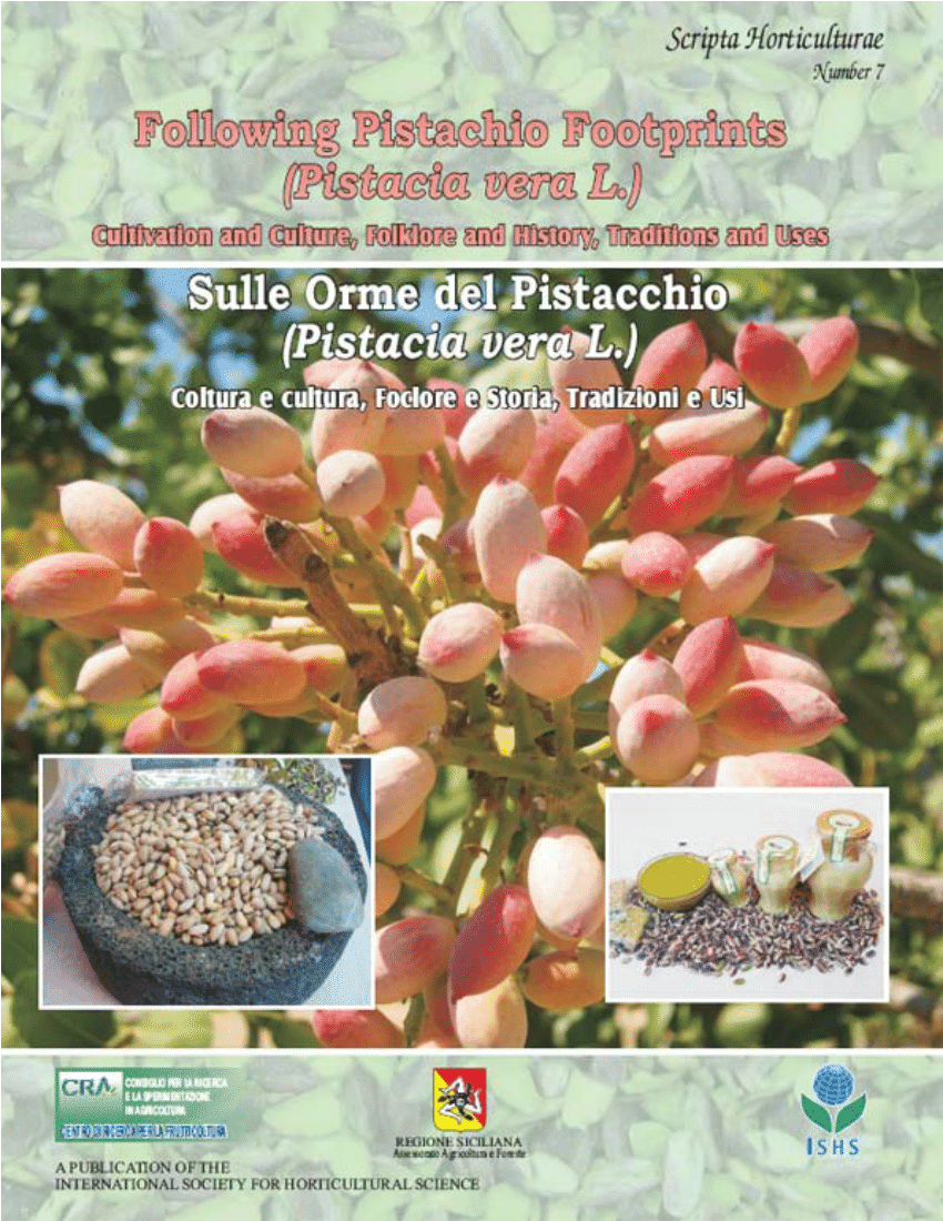 pistacchi Pistache albero naturale commestibili semi freschi Pistacia Atlantica Portal Cool 100 semi 