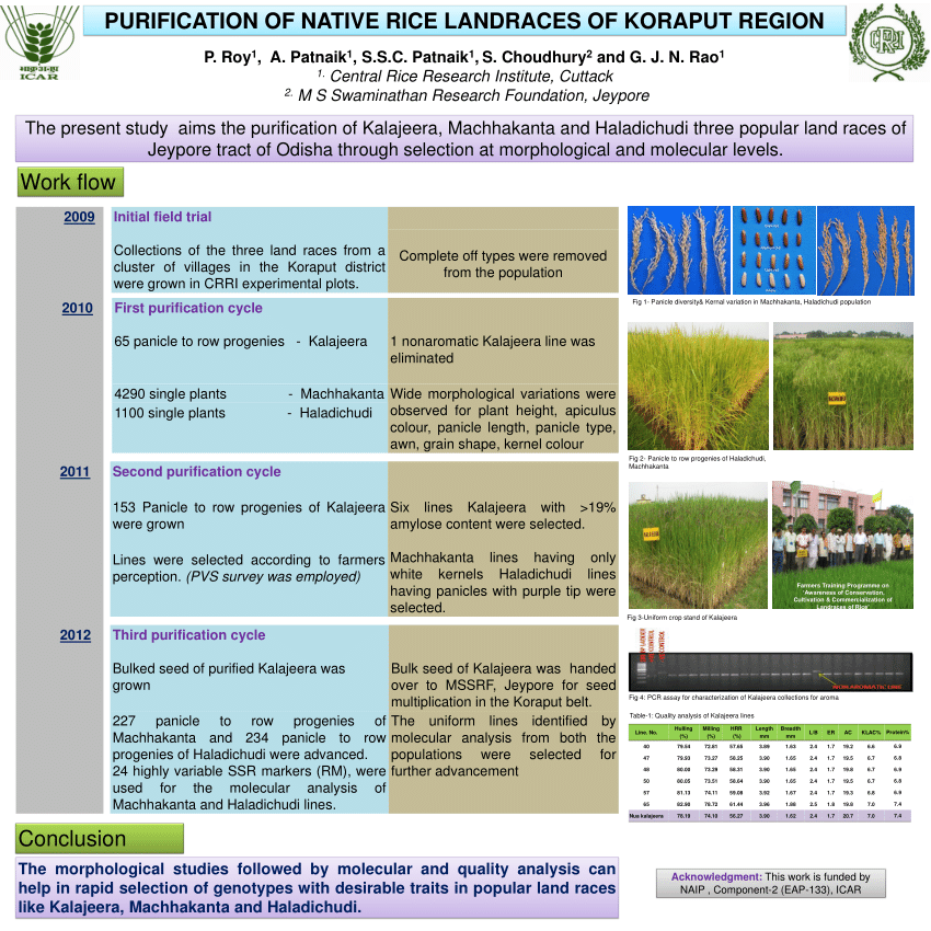 (PDF) PURIFICATION OF NATIVE RICE LANDRACES OF KORAPUT REGION