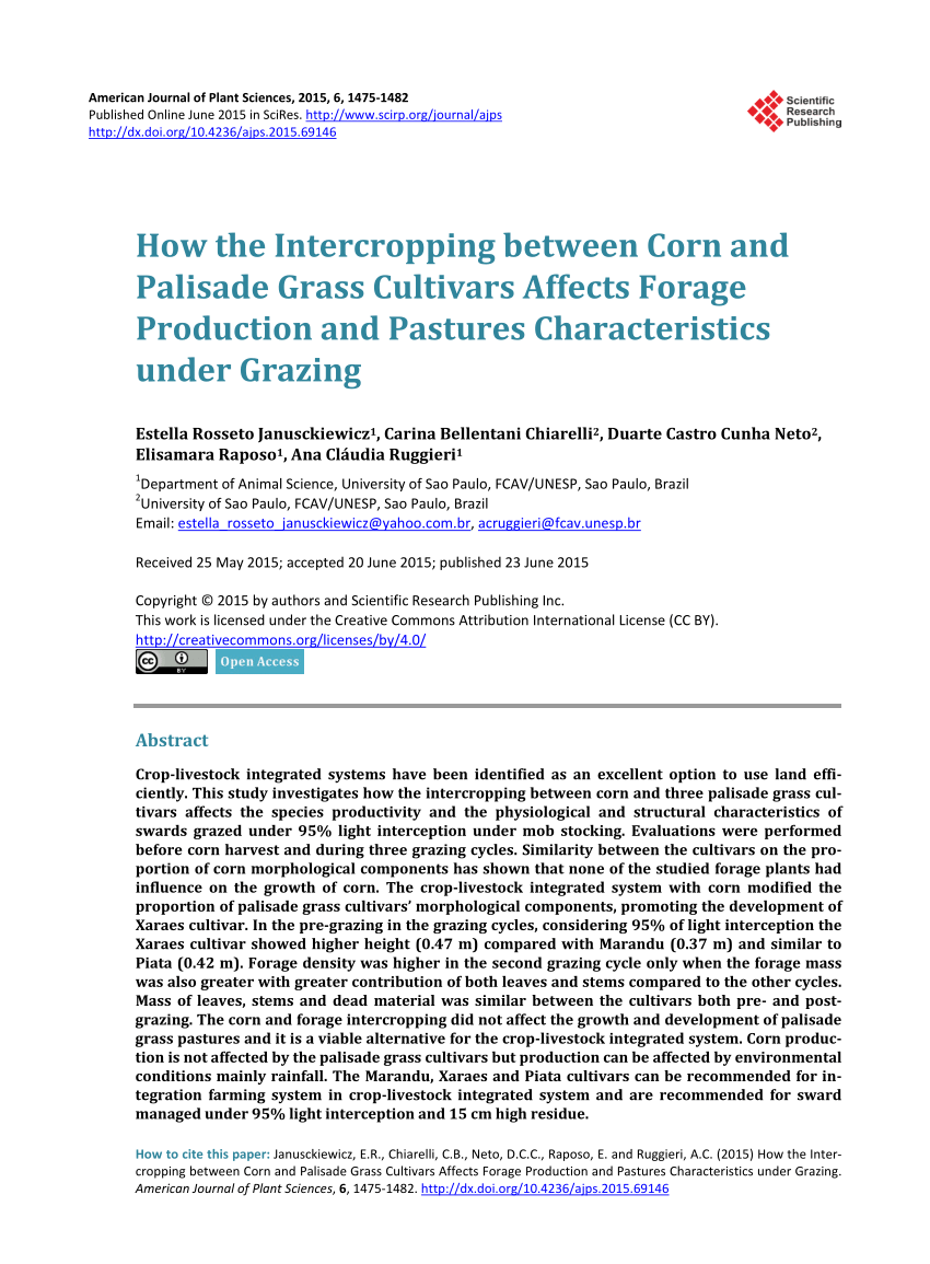 PDF) Effects of row spacing and intercrop on maize grain yield and forage  production of palisade grass