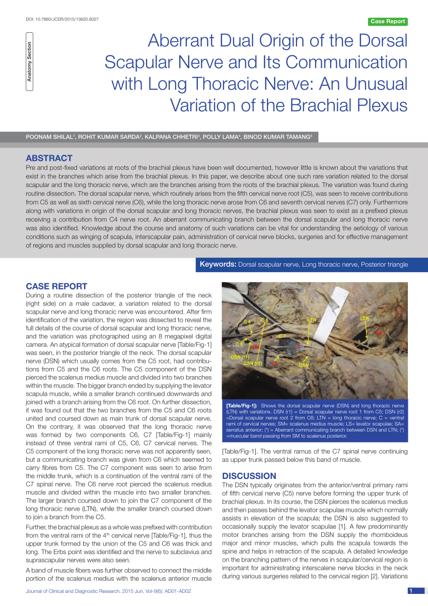 (PDF) Aberrant Dual Origin of the Dorsal Scapular Nerve and Its Sns-Brigh10