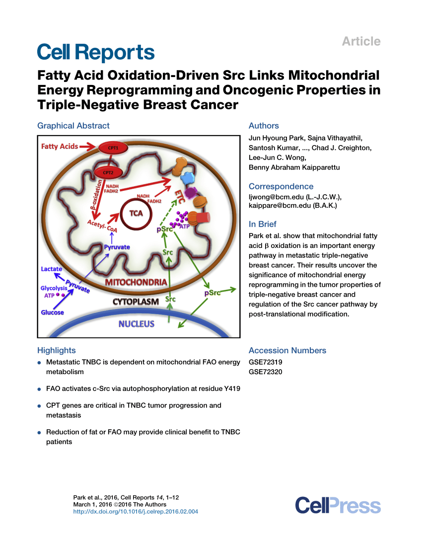Nuclear‐mitochondrial crosstalk: On the role of the 