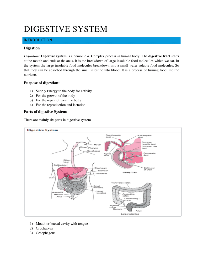 human digestive system essay pdf