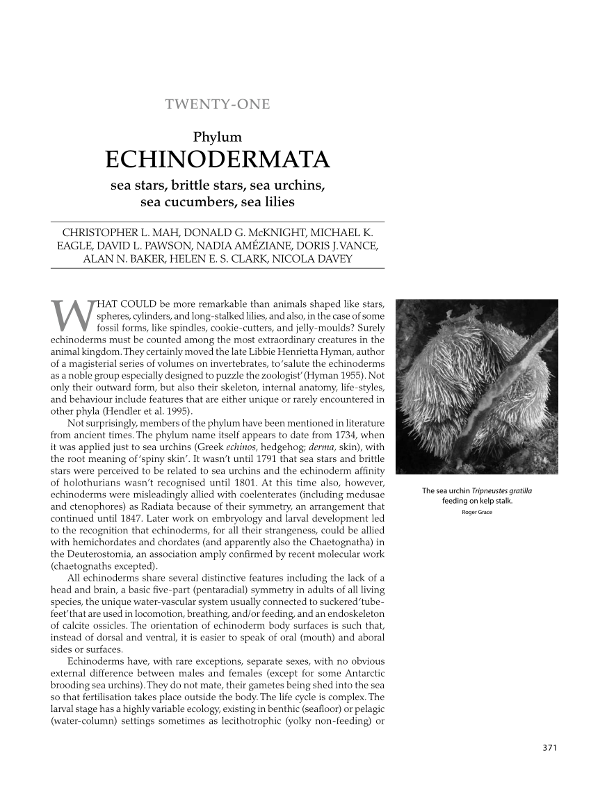 Echinodermata Classification Chart