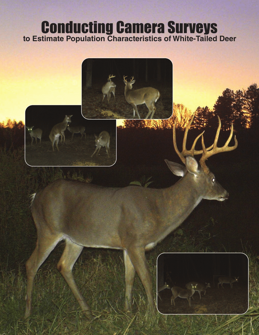 PDF) Conducting Camera Surveys to Estimate Population Characteristics of White-tailed Deer image