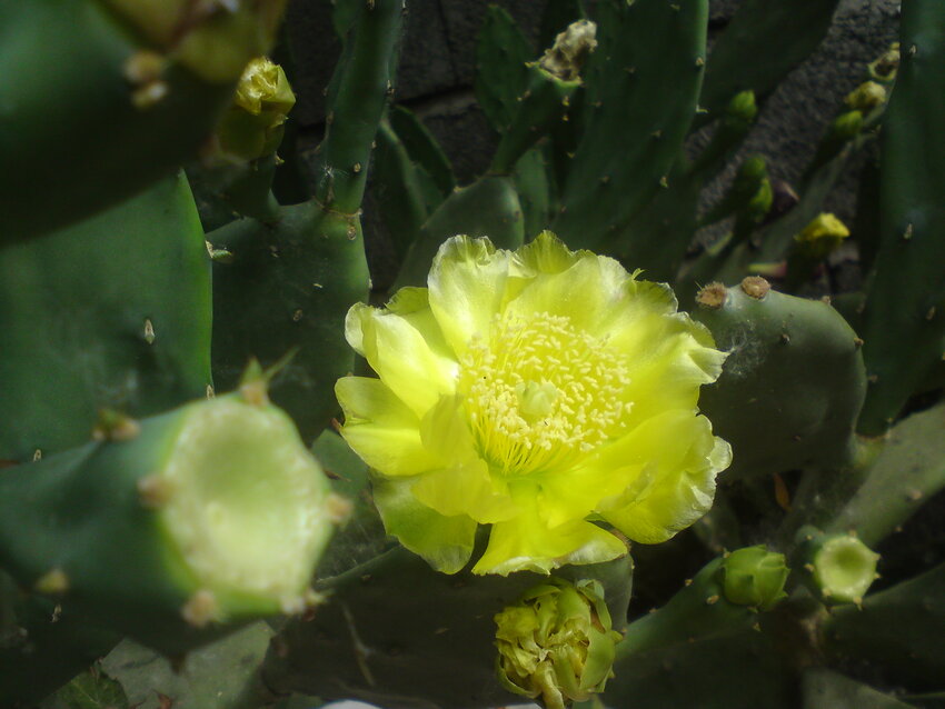 galan de noche flower, from the cactus family, in my garden…