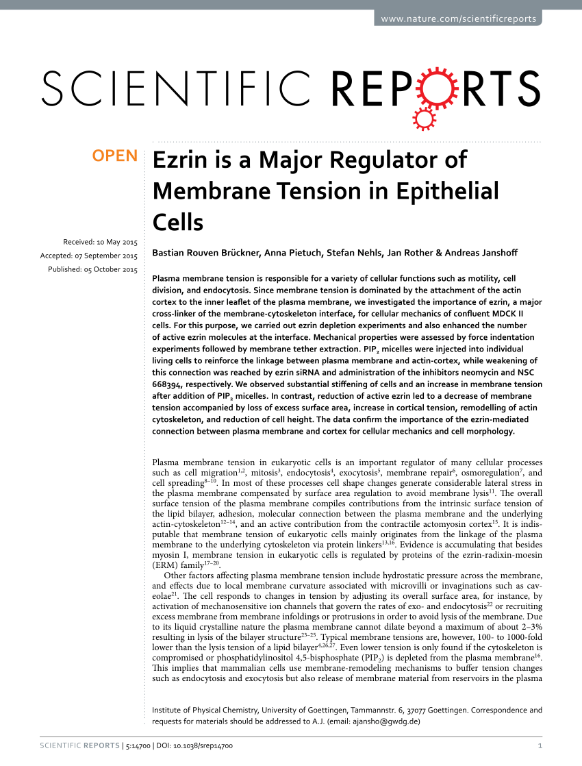 PDF) Ezrin is a Major Regulator of Membrane Tension in Epithelial Cells