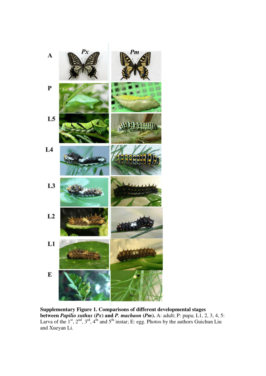 PDF] CRISPR/Cas9 gene editing in the swallowtail butterfly Papilio 