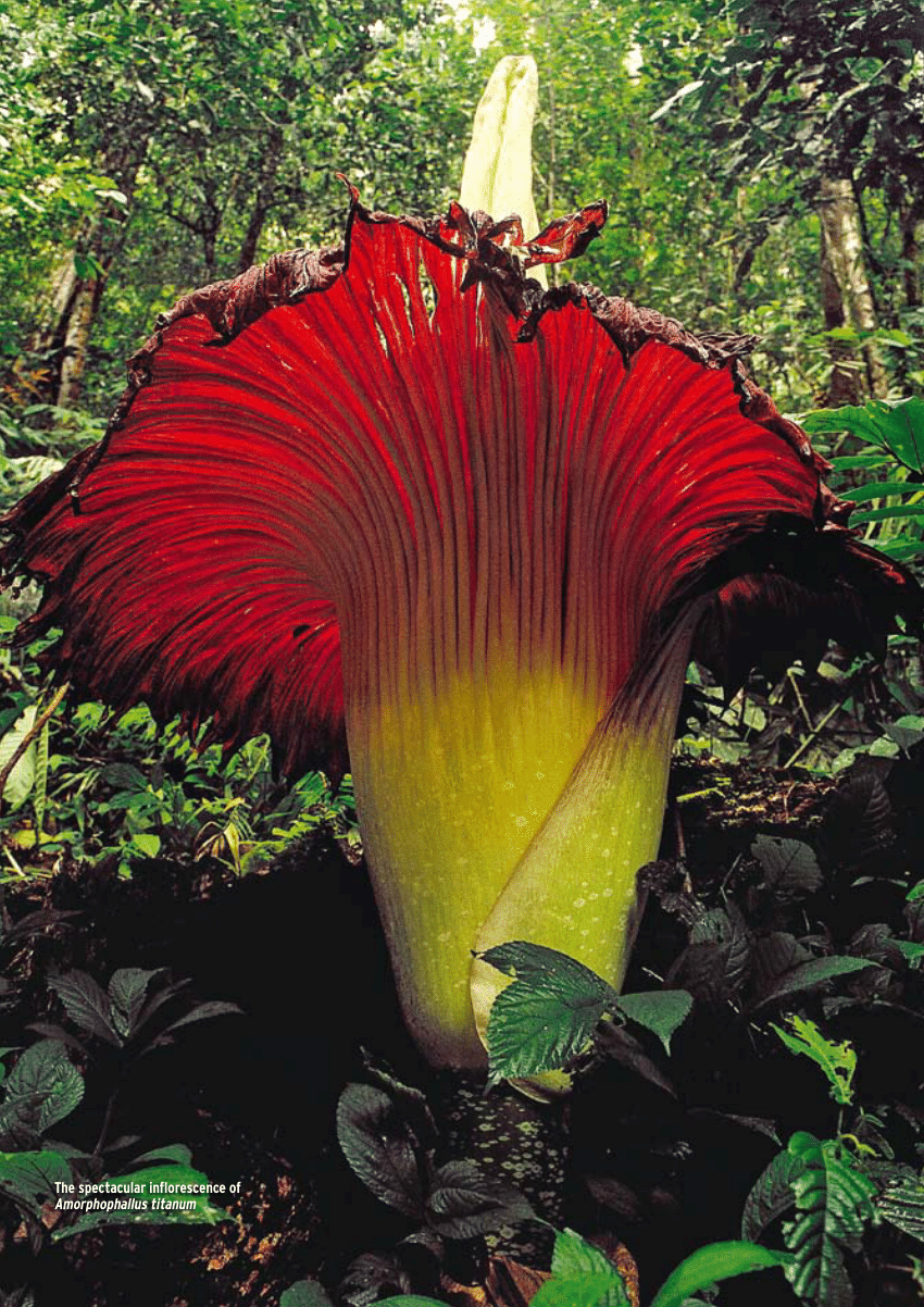 PDF) Amorphophallus in the wild and in cultivation.