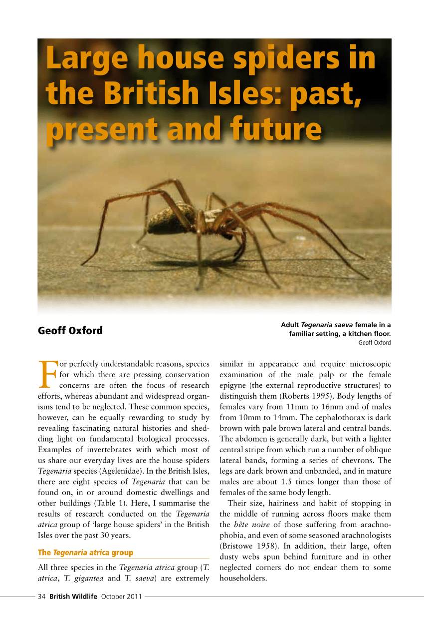 Cellar spider  The Wildlife Trusts