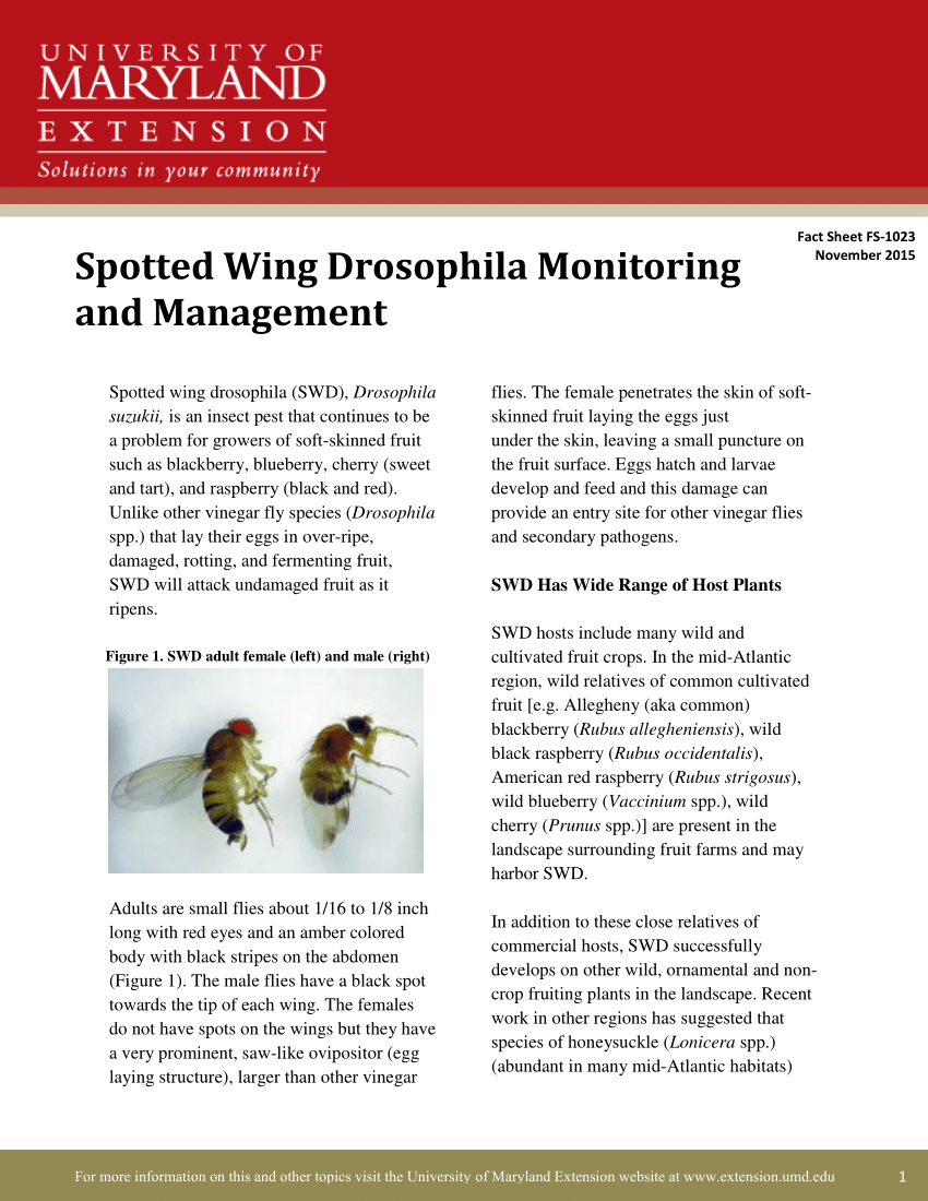 https://i1.rgstatic.net/publication/284173874_Spotted_Wing_Drosophila_Monitoring_and_Management/links/564de16708ae4988a7a4cfe9/largepreview.png
