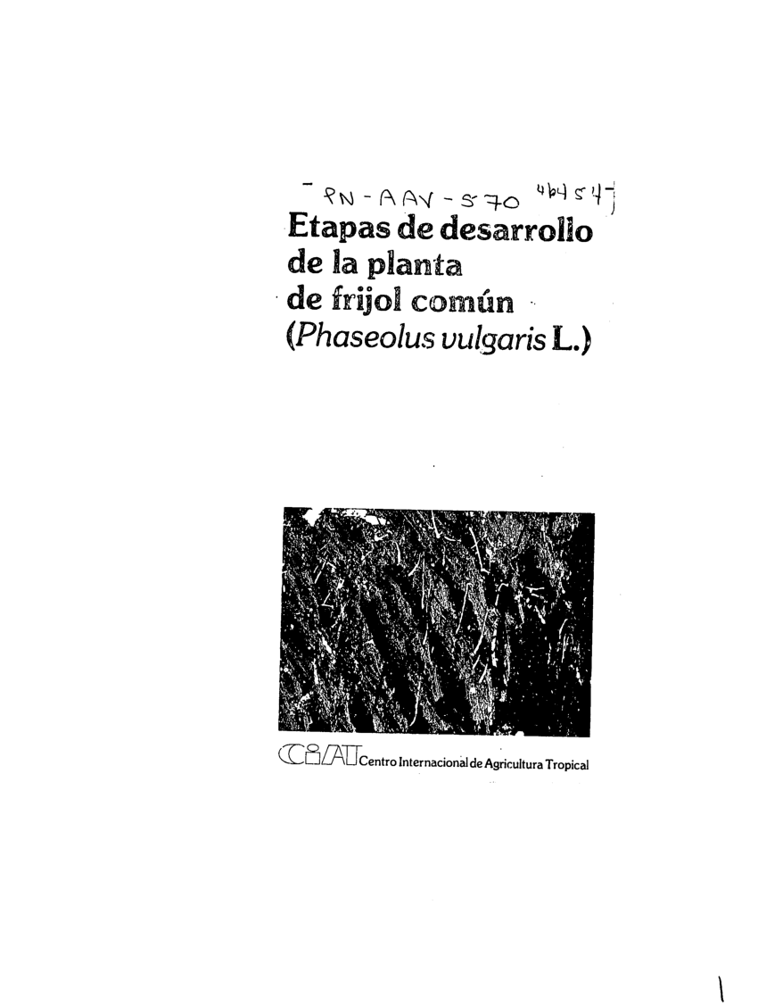 frijol semilla germinación en etapas planta crecimiento pasos. infografia  de el planta de semillero desarrollo proceso 34751423 Vector en Vecteezy