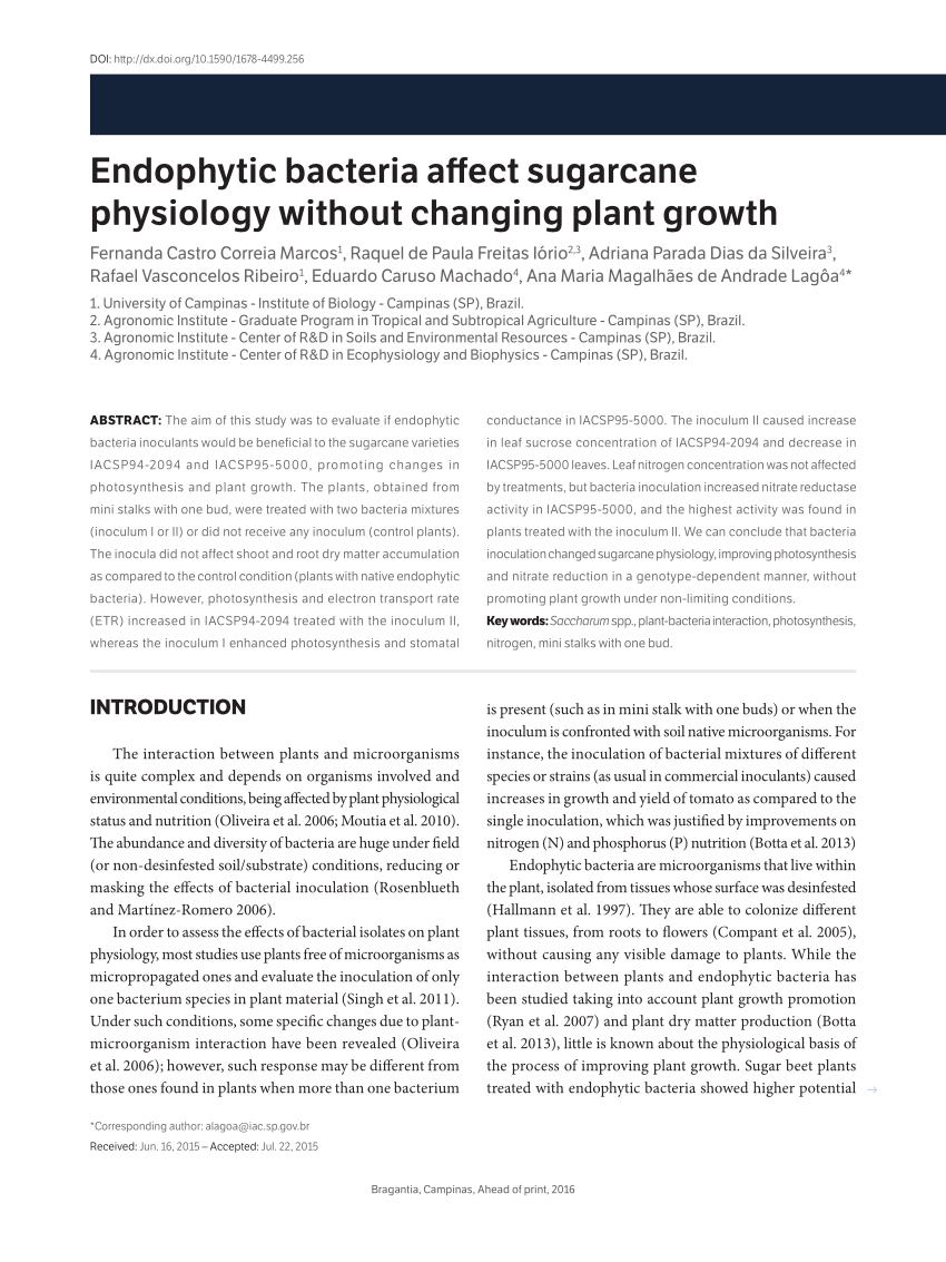 PDF Endophytic bacteria affect sugarcane physiology without