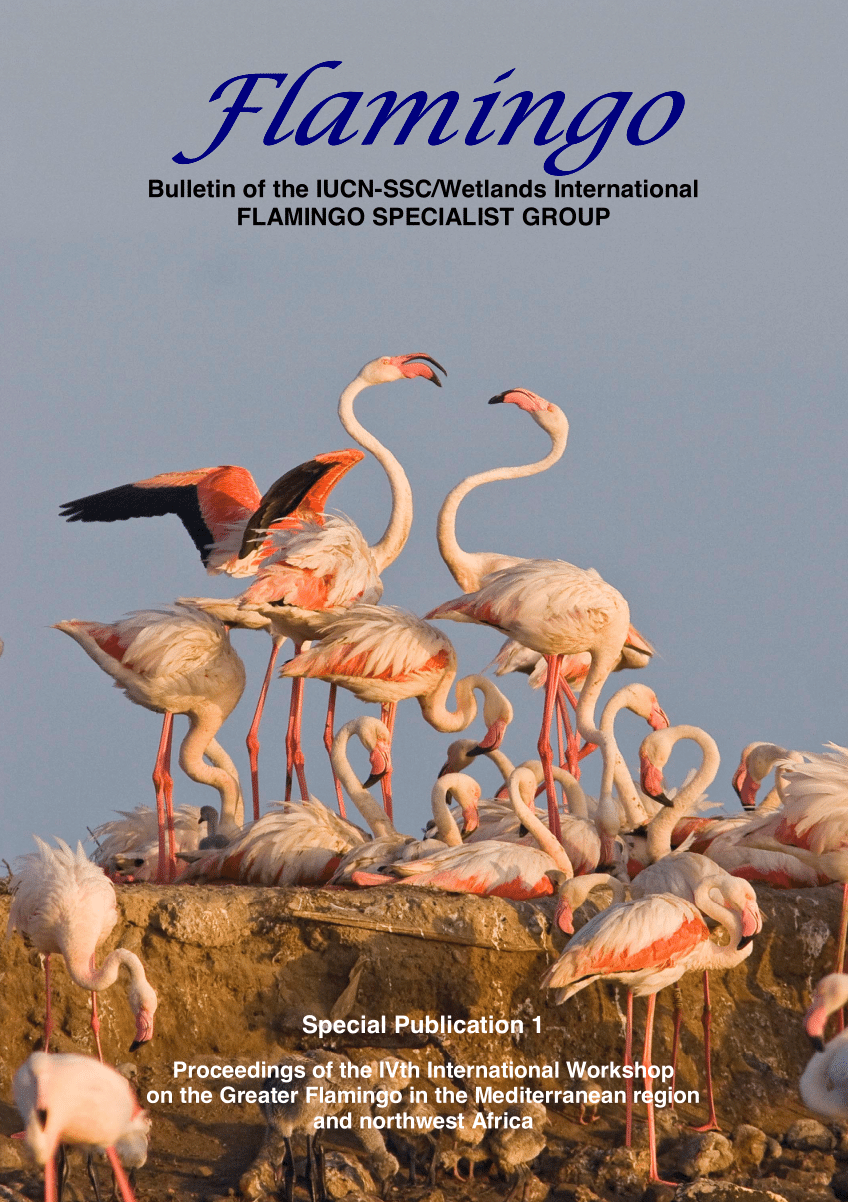 Pdf An Update Of The Status Of The Greater Flamingo