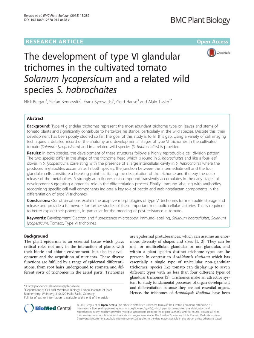 The development of type VI glandular trichomes in the cultivated tomato  Solanum lycopersicum and a related wild species S. habrochaites, BMC Plant  Biology