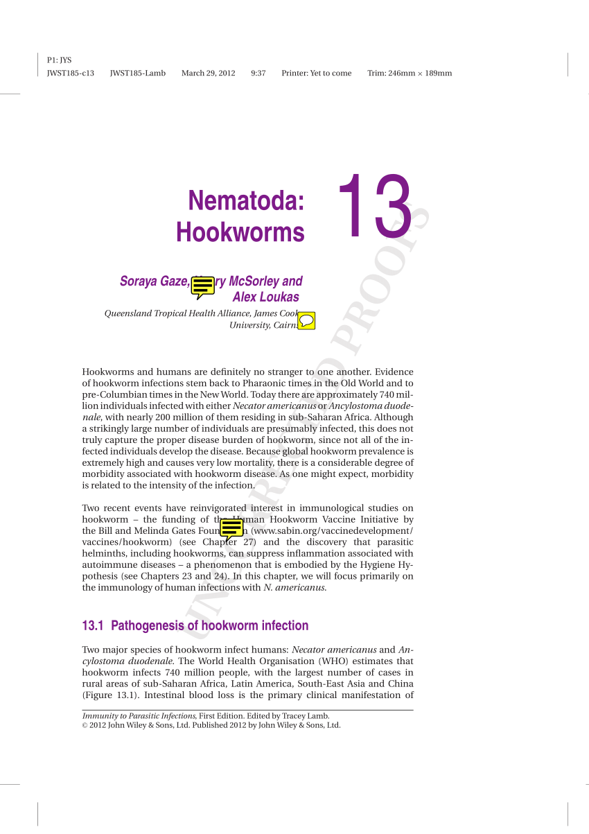 nematoda hookworm