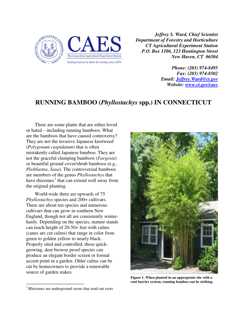 Pdf Running Bamboo Phyllostachys Spp In Connecticut