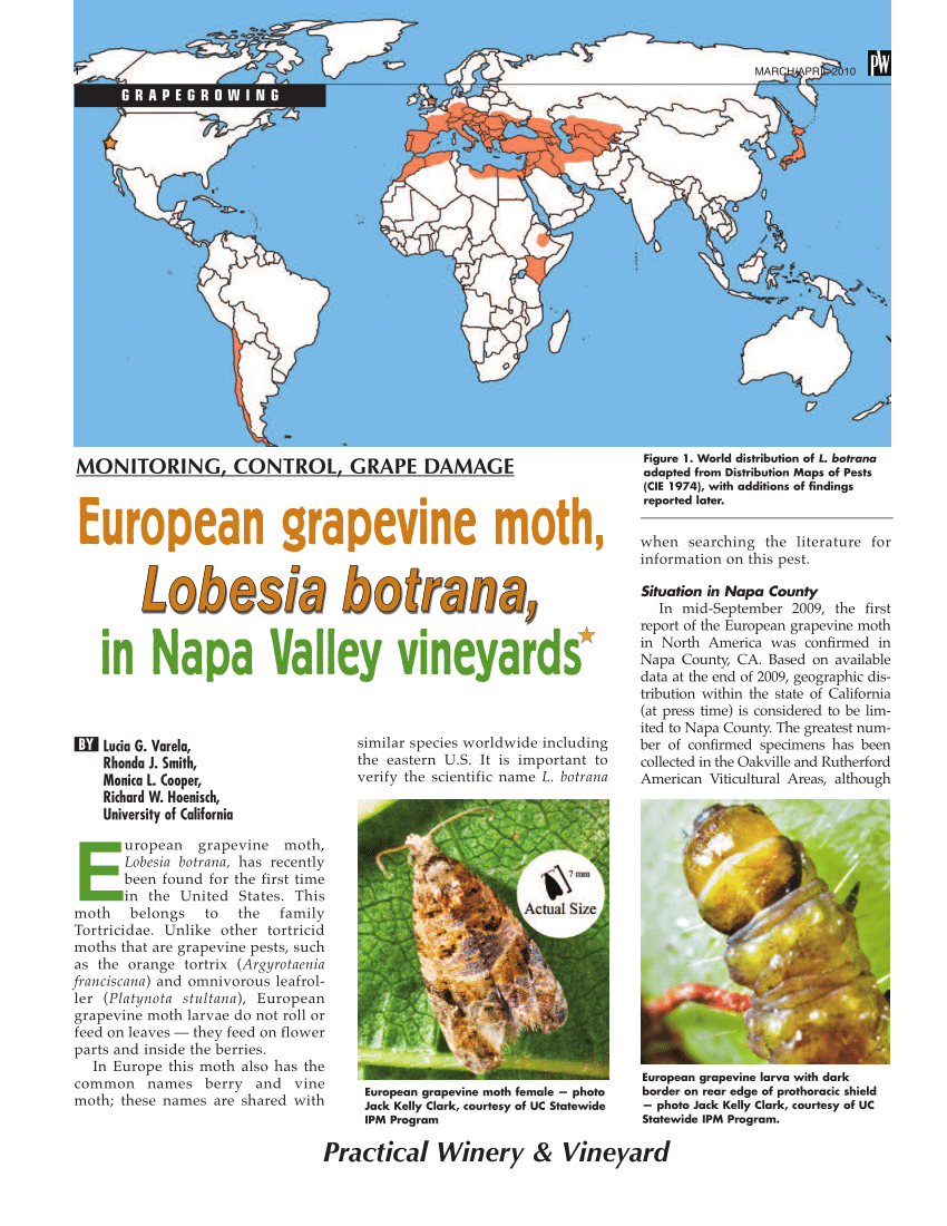 European Grapevine Moth (Lobesia botrana) pheromone trap count of