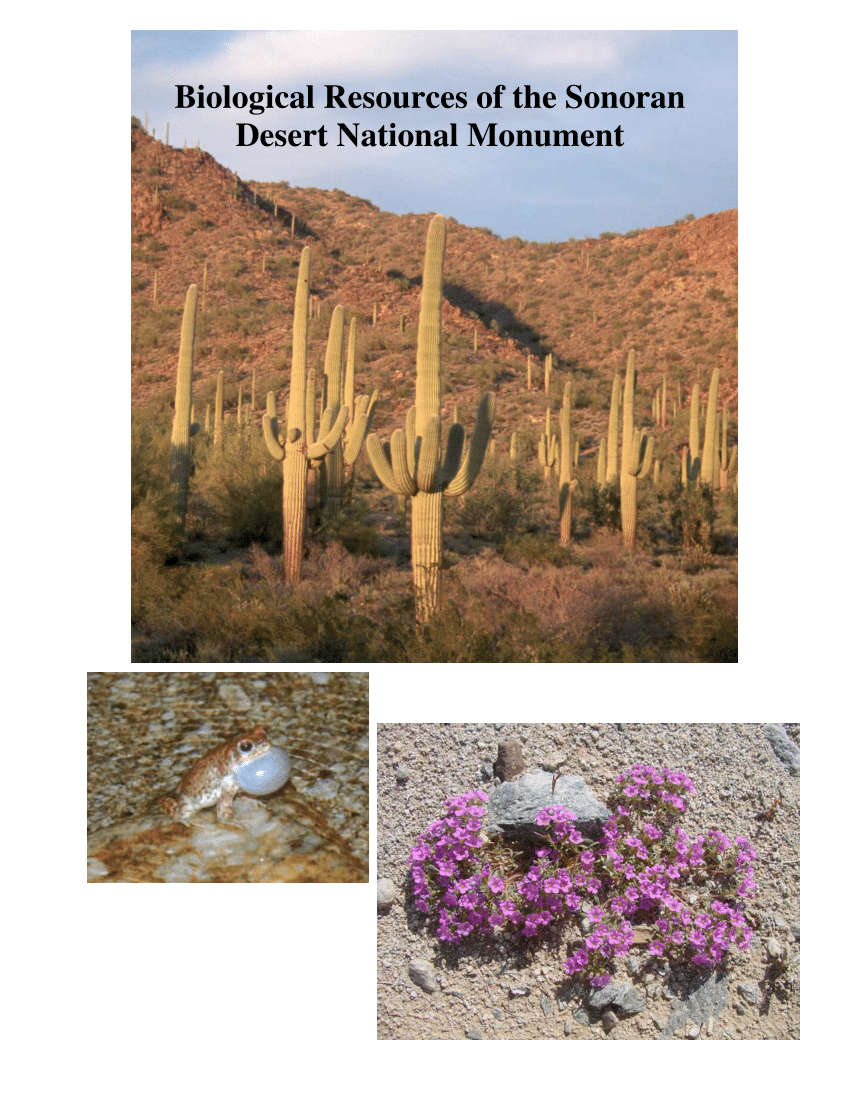 Pdf Biological Resources Of The Sonoran Desert National Monument Arizona - rsf holo training grounds lotus roblox