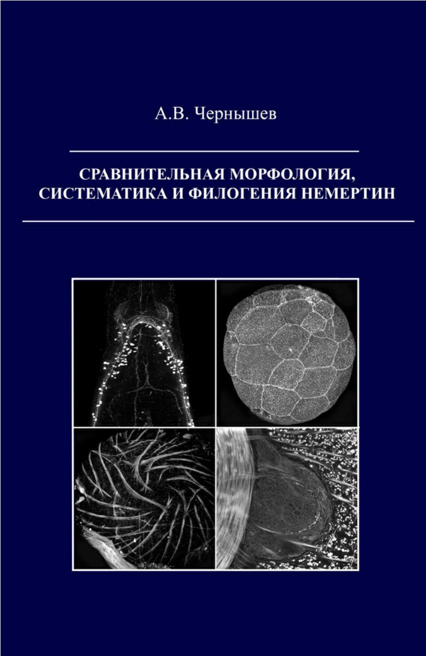 PDF) Comparative morphology, systematics and phylogeny of the nemerteans