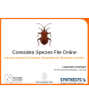 Preview image for Coreoidea Species File Online: Lessons Learned in Creating a Comprehensive Taxonomic Inventory
