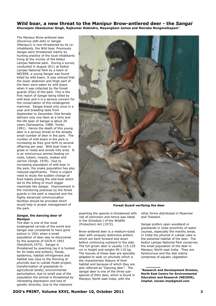 PDF) Wild boar, a new threat to the Manipur Brow-antlered deer - the Sangai