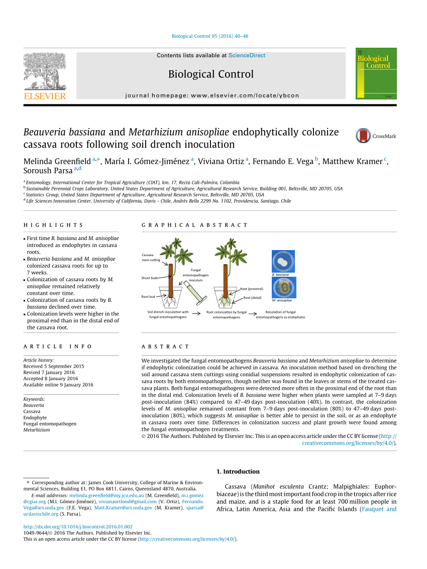 Pdf Beauveria Bassiana And Metarhizium Anisopliae Endophytically Colonize Cassava Roots