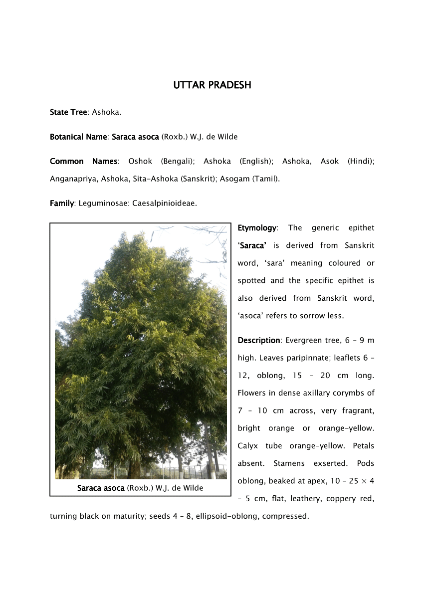 Pdf State Tree Of Uttar Pradesh