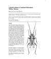 Preview image for Capsodes sulcatus in Nederland (Heteroptera: Miridae, Mirinae)