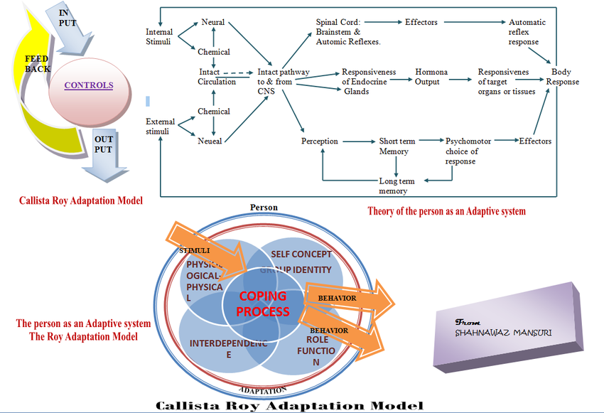 roy adaptation model example