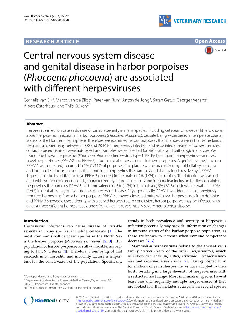Pdf Central Nervous System Disease And Genital Disease In Harbor Porpoises Phocoena Phocoena