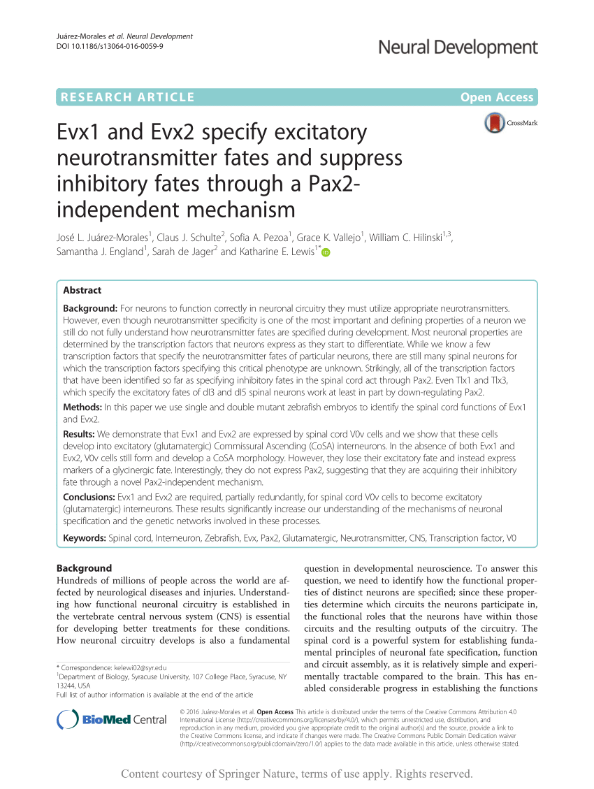 Pdf Evx1 And Evx2 Specify Excitatory Neurotransmitter Fates And Suppress Inhibitory Fates Through A Pax2 Independent Mechanism