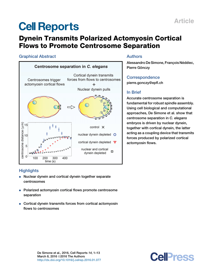 Pdf Dynein Transmits Polarized Actomyosin Cortical Flows To Promote Centrosome Separation