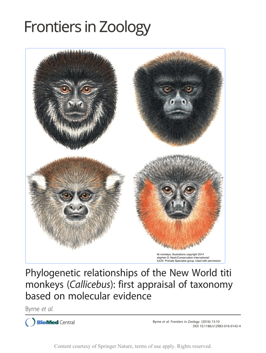 dokumentarfilm Alfabet Styre PDF) Phylogenetic relationships of the New World titi monkeys (Callicebus):  First appraisal of taxonomy based on molecular evidence