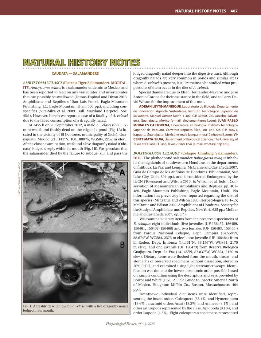 PDF) LEPTODACTYLUS FUSCUS (Whistling Frog) photo