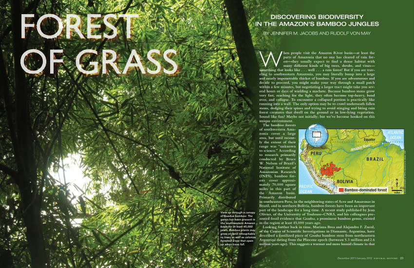 PDF) FOREST OF GRASS DISCOVERING BIODIVERSITY IN THE BAMBOO