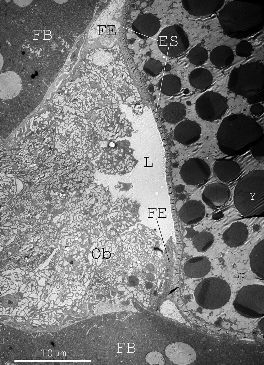 (PDF) fig4 containing original scale bar