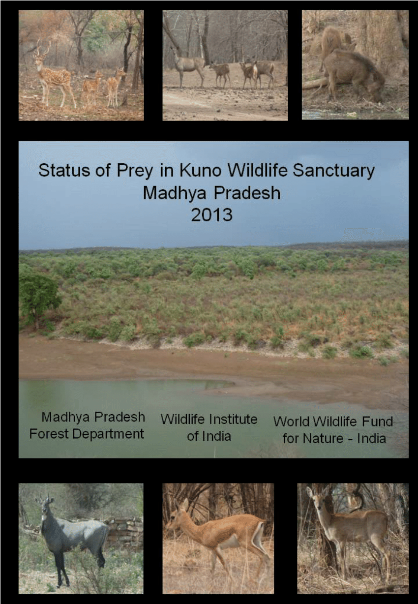 PDF) Status of prey in Kuno Wildlife Sanctuary, Madhya Pradesh