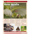 Preview image for Novo desafio: Duponchelia fovealis