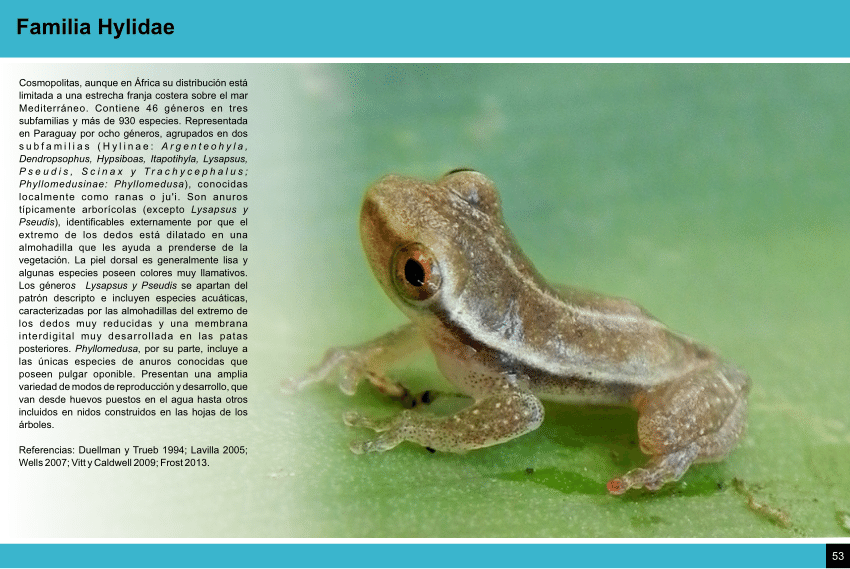 PDF Anfibios del Paraguay. Parte 8 de 11 Hylidae