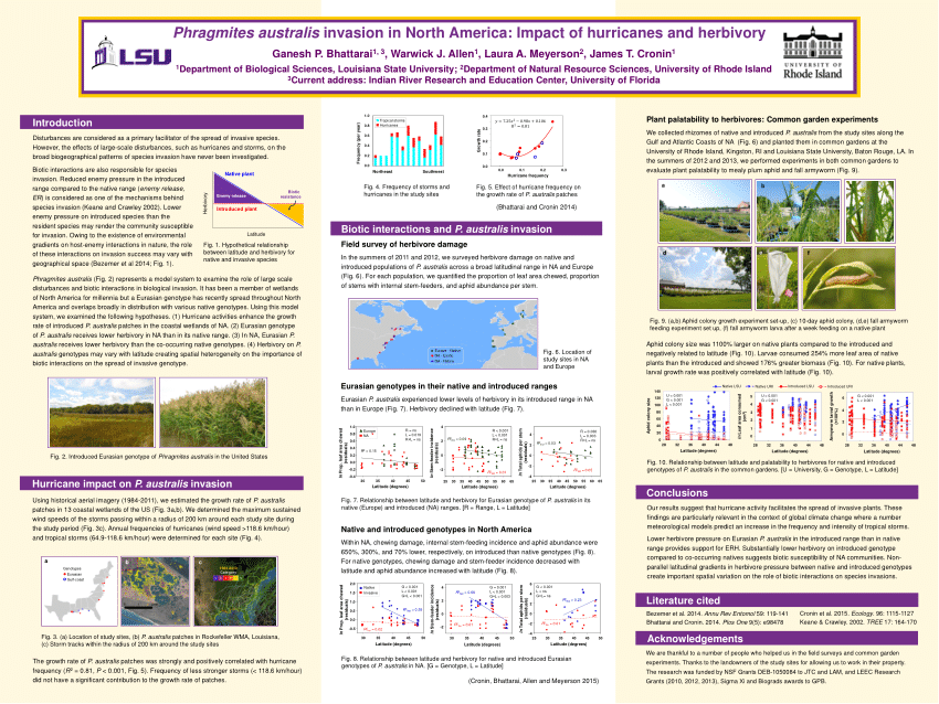 (PDF) Phragmites australis invasion in North America: Impacts of ...