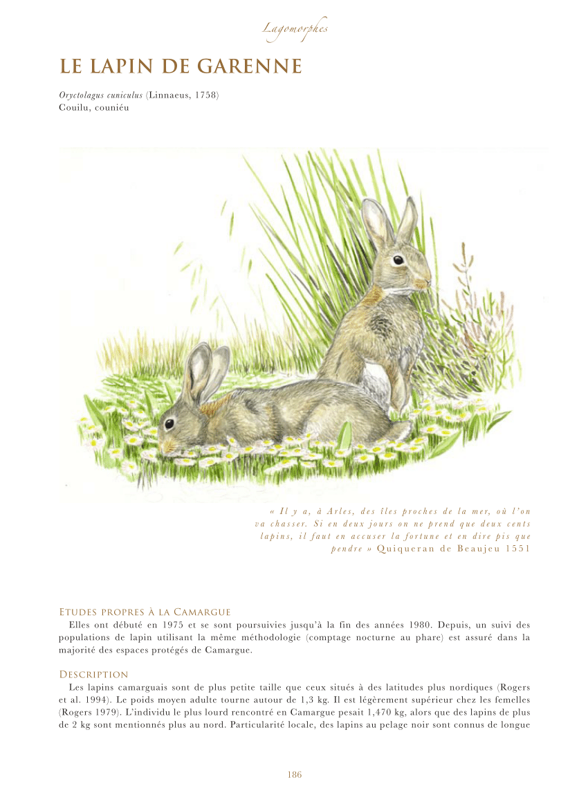 Présentation du lapin de garenne - Fédération des chasseurs de la