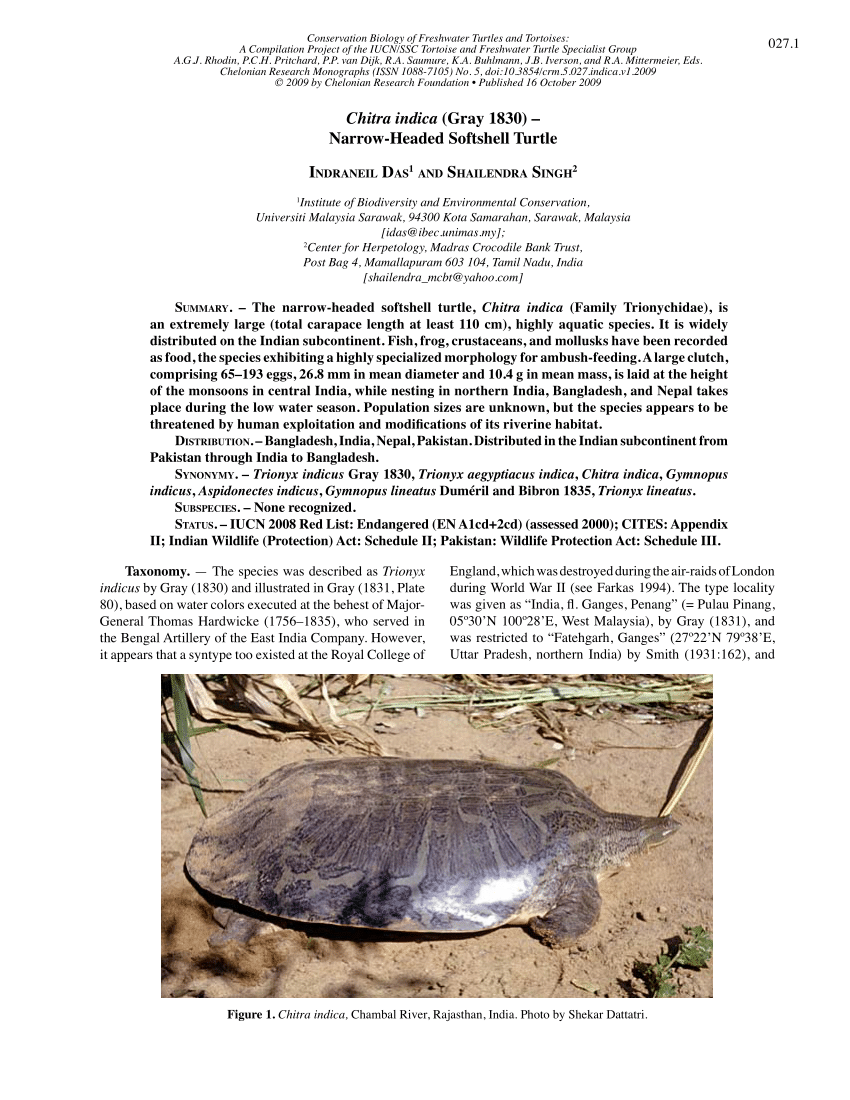 Pdf Chitra Indica Gray 1830 Narrow Headed Softshell Turtle 