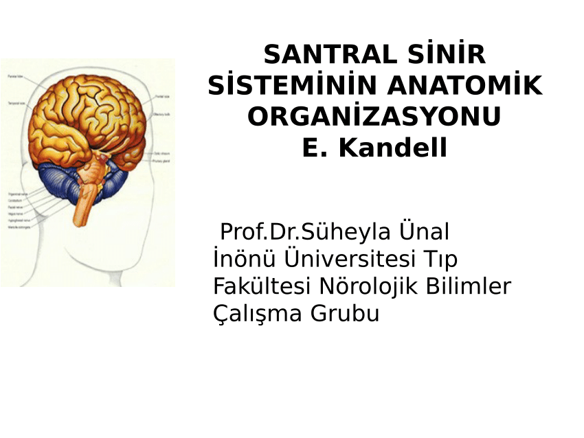 Pdf Santral Sinir Sistemi Anatomisi 2105