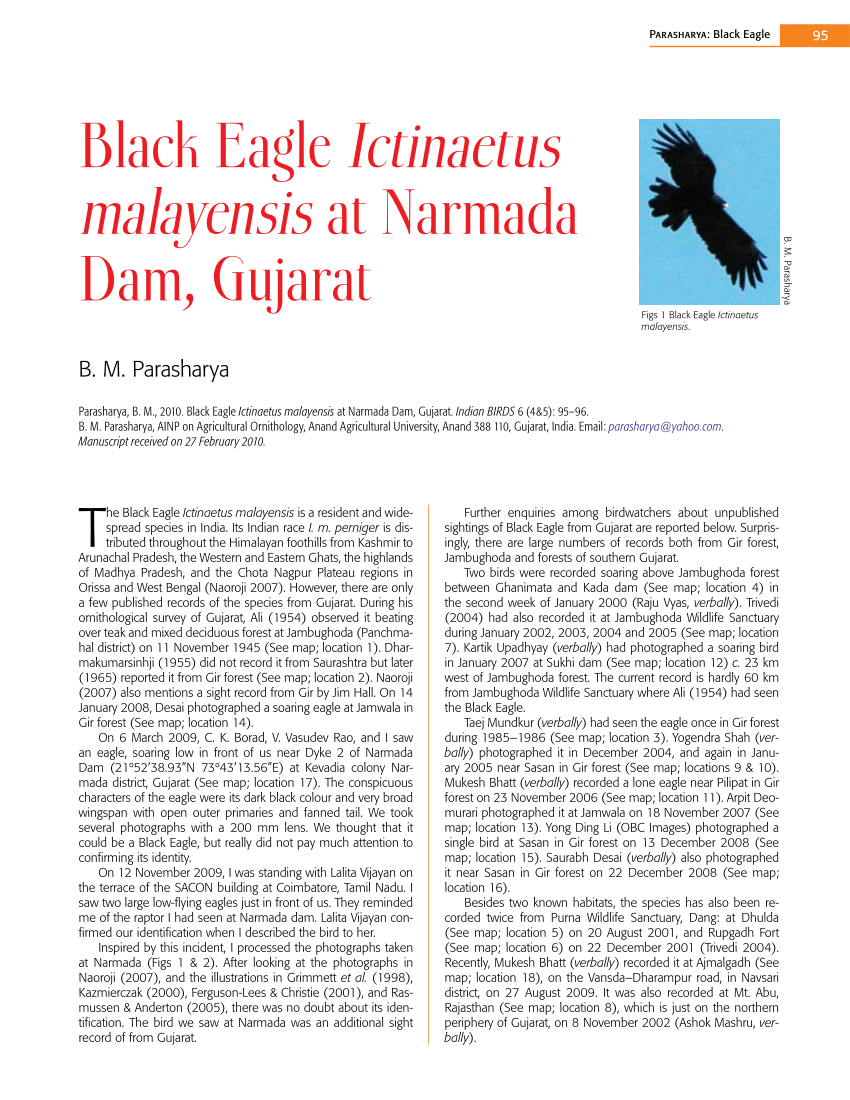 Black Eagle (Ictinaetus malayensis) sub-adult, calling, in flight,  Sinharaja Forest N.P., Sri Lanka, december Stock Photo - Alamy